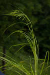 Davis' sedge